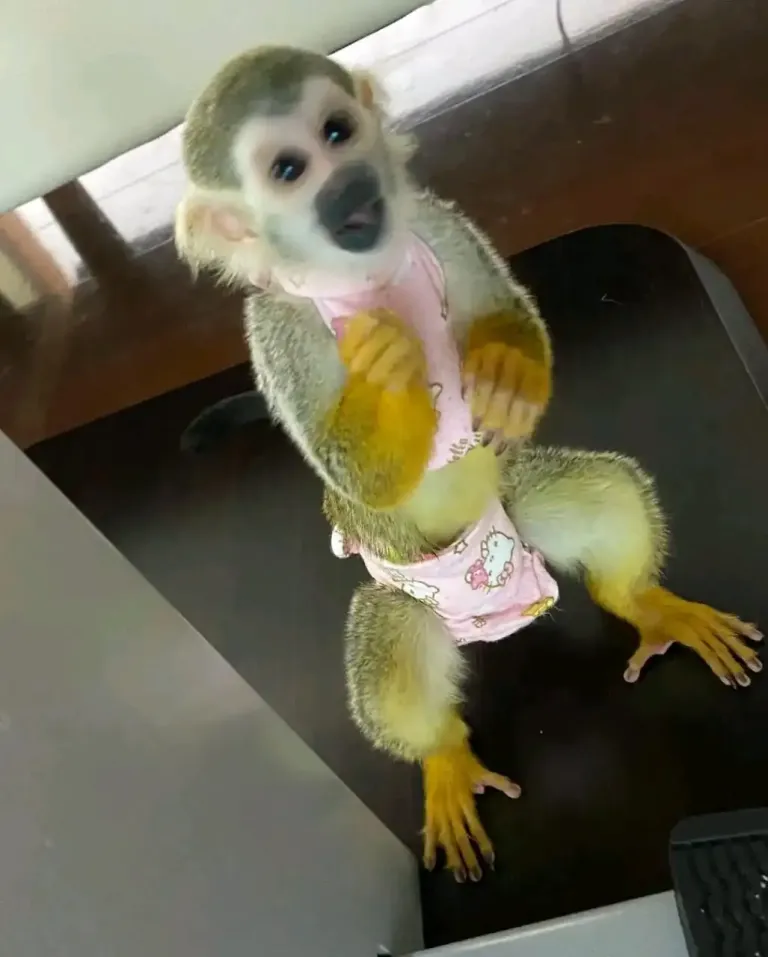 Scimmia scoiattolo di 10 settimane maschio in vendita in Italia