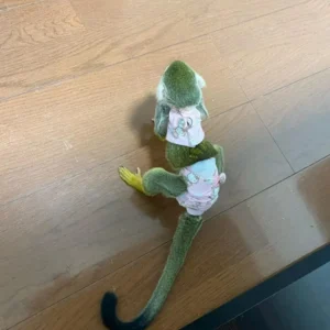 Alternative view of Scimmia scoiattolo di 10 settimane, maschio