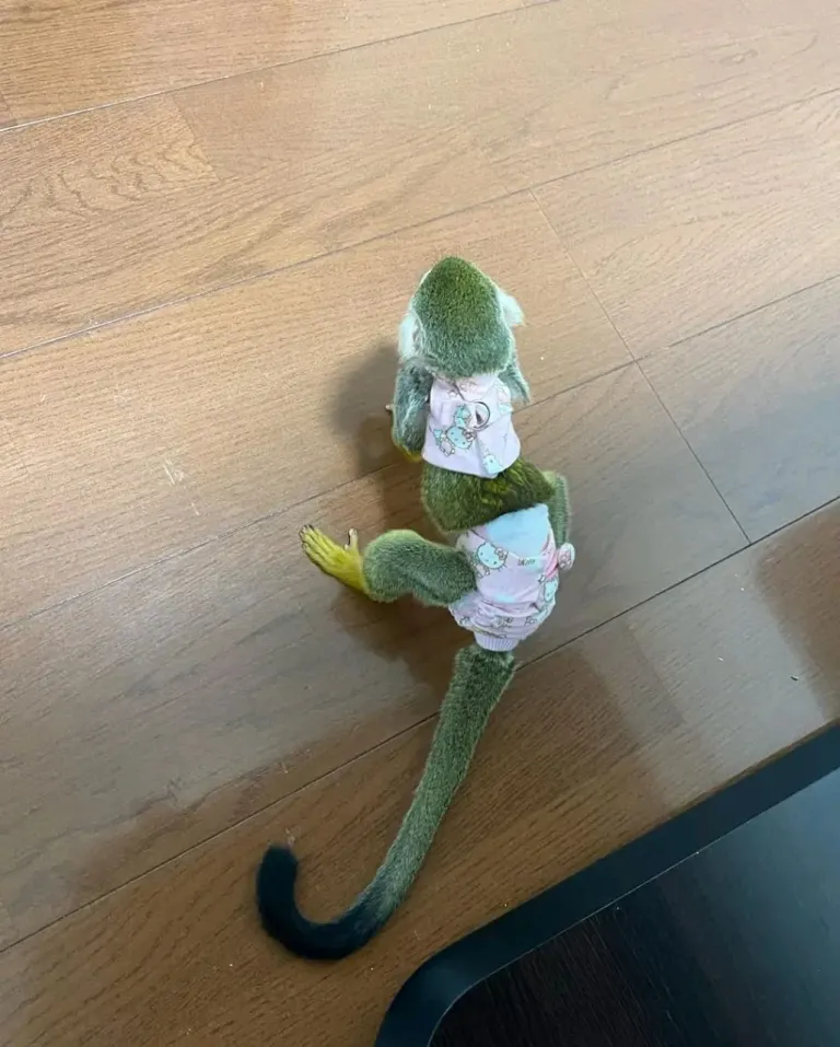 Scimmia scoiattolo di 10 settimane, maschio - immagine 2