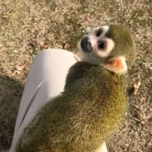 Scimmia scoiattolo di 2 mesi maschio in vendita in Italia