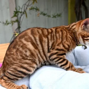 Alternative view of Giocattolo maschio pronto per la nuova casa