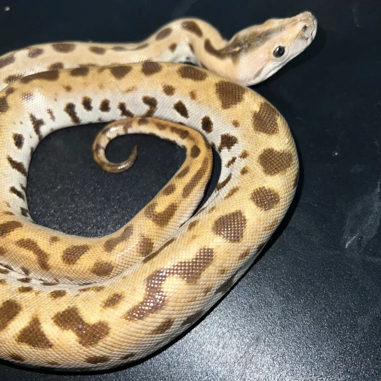 Pitone tigre albino senza motivo - immagine 2