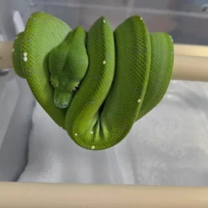Alternative view of Morelia viridis pitone verde