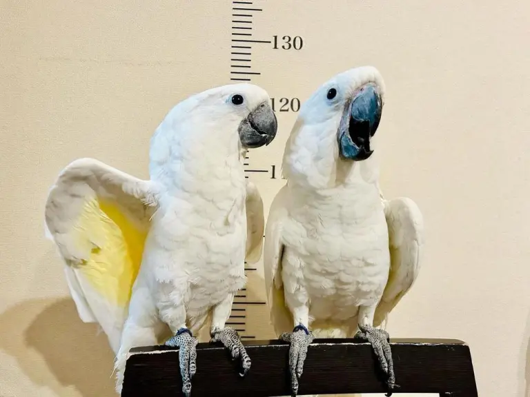 Coppia di Cacatua dalla cresta bianca in vendita, 6 mesi - immagine 3