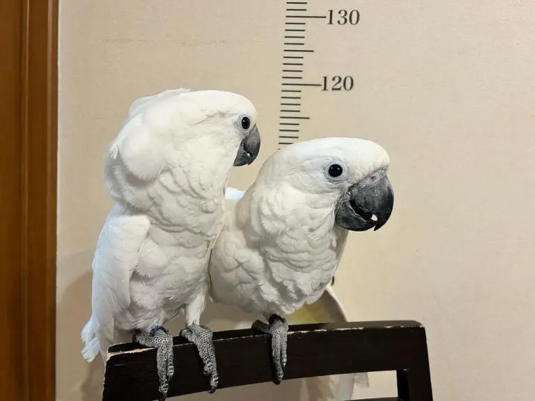 Coppia di Cacatua dalla cresta bianca in vendita, 6 mesi - immagine 2