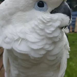 Cacatua Bianco a Cresta in Vendita in Italia – 9 Mesi