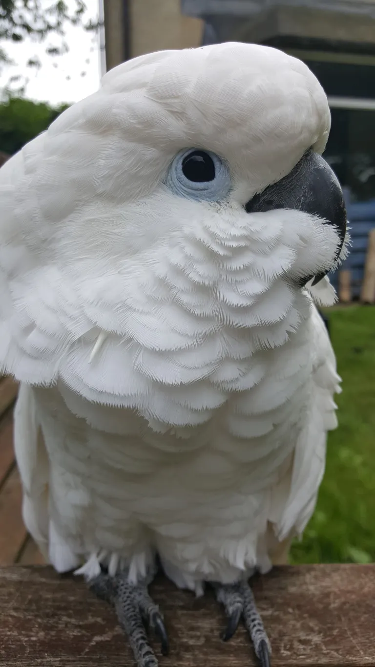 Cacatua Bianco a Cresta in Vendita in Italia – 9 Mesi