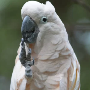 Alternative view of Cacatua di 9 mesi, dalla cresta bianca in vendita
