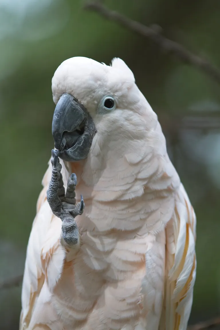 Cacatua di 9 mesi, dalla cresta bianca in vendita - immagine 2